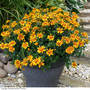 Bidens 'Bee Happy Double Orange'