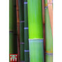 Bisset's Bamboo