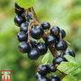 Blackcurrant 'Titania'