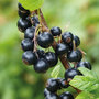 Blackcurrant 'Titania'