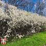 Blackthorn (Hedging)