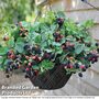 Blackberry 'Black Cascade'