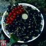 Blackcurrant 'Big Ben' Potted
