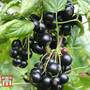 Blackcurrant 'Summer Pearls Giant'