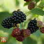 Blackberry 'Thornless Evergreen'