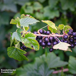 Blackcurrant 'Ben Sarek'