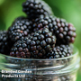 Blackberry 'Black Butte'