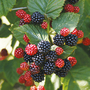 Blackberry 'Chester'