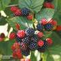 Blackberry 'Chester'