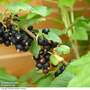 Blackcurrant Growers Choice