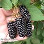 Blackberry 'Karaka Black'