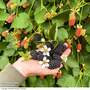 Blackberry 'Loch Katrine'