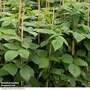 Blackberry 'Navaho Big and Early'