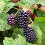 Blackberry 'Obsidian'