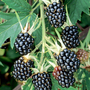 Blackberry 'Oregon Thornless'