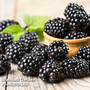Blackberry 'Thornless Evergreen'