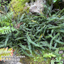 Blechnum penna-marina