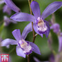 Bletilla striata 'Blue Dragon'