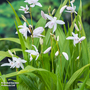 Bletilla striata 'Alba' (Marginal Aquatic)