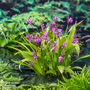 Bletilla striata (Marginal Aquatic)