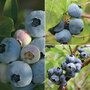 Blueberry 'Full Season Collection'