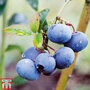 Blueberry 'Bluecrop'