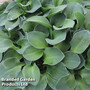 Hosta 'Blue Mouse Ears'