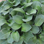Hosta 'Blue Mouse Ears'
