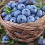Blueberry 'Bluecrop'