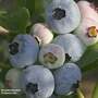 Blueberry 'Chandler'