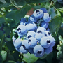 Blueberry (Vaccinium) 'Megasblue'