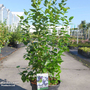 Blueberry 'Polaris'
