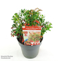 Cowberry 'Red Candy'