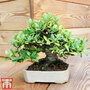 Bonsai Carmona microphylla