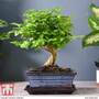 Bonsai Ligustrum