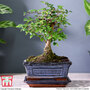Bonsai Zelkova (House Plant)