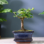 Bonsai Carmona microphylla