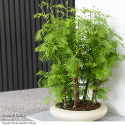 Bonsai Metasequoia Forest Mix - Gift