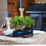 Bonsai Miniature Forest Mix