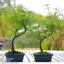Metasequoia glyptostroboides - Shaped Bonsai