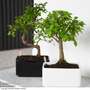 Bonsai Mix - Gift