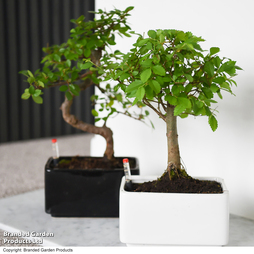 Bonsai Mix - Gift