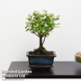 Bonsai 'Sageretia' in Ceramic Saucer