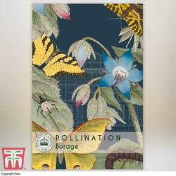 Borage - Kew Pollination Seed Collection