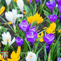 Crocus 'Botanical Mixed'