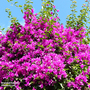 Bougainvillea 'Alexandra'