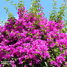 Bougainvillea 'Alexandra'