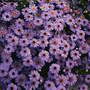 Brachyscome 'Purple Splendour' - Seeds