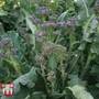 Broccoli 'Purple Rain' F1 Hybrid (Purple Sprouting) - Seeds