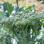 Broccoli 'Bellaverde Sibsey' F1 - Veg Saver Seeds